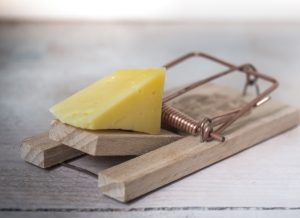 cheese on a mousetrap
